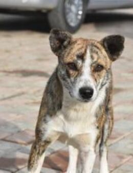 JEMMA sucht liebes Zuhause - Neuberg