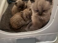 Wunderschöne Babykatzen - Meckenheim Zentrum