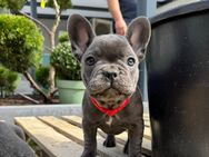 Französische bulldogge Welpen reinrassig - Möckmühl