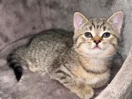 Flauschige BKH-Mix Kitten suchen ein liebevolles Zuhause - Duisburg