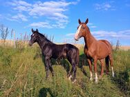 Hengst, Fohlen,Rappe, Dressurpferd, Glamdale x Quaterback! - Frauenstein Zentrum