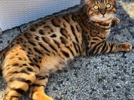 Reinrassiger Bengal Deckkater mit Stammbaum - Mönchengladbach Zentrum