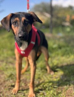 Florentin wurde von der Kette befreit - Berlin