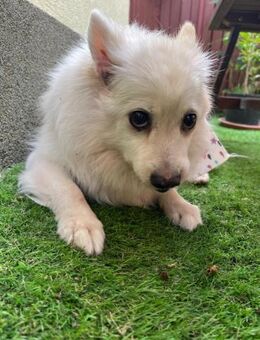 Rosie Liebevolle Kleinspitz-Omi - Kassel