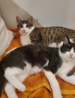 Smokey&Felix-Kinderfreundliche Schnurrer - Duisburg