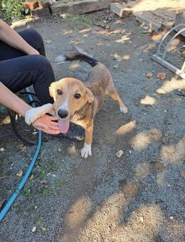 Milka - Hündin sucht ihr Zuhause - Hausen (Würzburg)