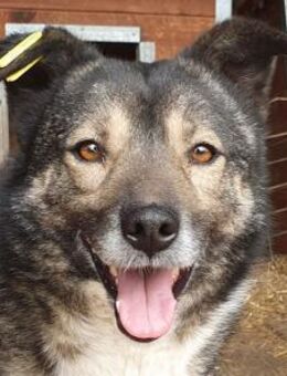 ALINA-3 jährige, charmante Hündin, 48 cm - Rösrath