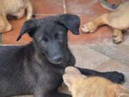 Balu braucht eine Familie Ho - Ludwigshafen (Rhein)