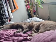 2 liebe Britisch Kurzhaar Katzen 1 Kater u.1 Katze - Dessau-Roßlau