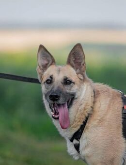 Treuer Sam sucht seine Menschen - Süderholz