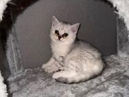 BKH Kitten zum Abgeben - Neumünster