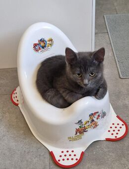 16 Wochen alter Kater - Roggenburg