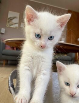 Traumhafte Kitten suchen liebevolle Familien - Rellingen