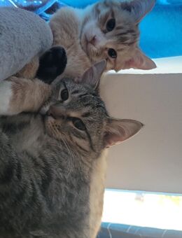 2 Kater 6 Monate alt zusammen abzugeben - Naumburg