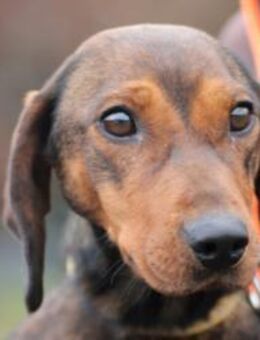 Dia - kinderlieb u. sehr zutraulich - Lohra