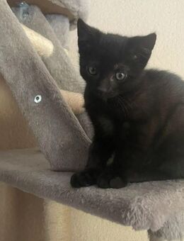 Kleinbleibende, hundeerfahrene Mix Kitten *nur noch 1 Kater* - Kehrig