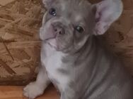 Nur noch 2 mädels ..Französische bulldogge welpen isabella tan mit blauen Augen - Emden