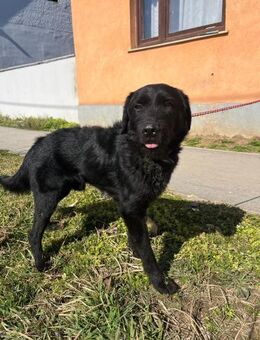 Wunderschöner Koda - Ellerbek