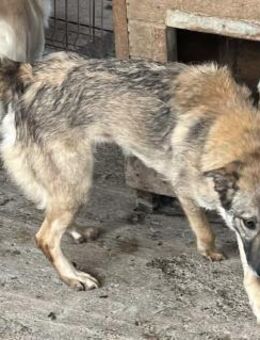 Amira, 3 Jahre, Zuhause gesucht - Schwalmtal (Nordrhein-Westfalen)
