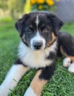 Australian Shepherd Welpen mit ASCA Papieren - Arnstadt
