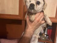 💙 RIKI sucht sein Für-Immer-Zuhause - Kassel