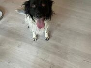 Dexter sucht eine eigene Familie - Rechtsupweg
