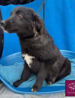 Corbu ❤️ Ein hübscher Bursche - Spenge