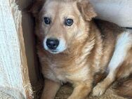 BERTI sucht liebes, erfahrenes Zuhause - Neuberg
