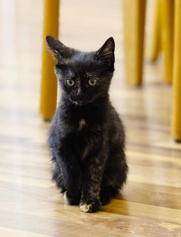 Zu verkaufen: Wunderschönes Katerchen (12 Wochen alt) - Köln