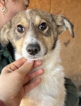 MARION ~ liebes zartes Hundemädchen - Duisburg