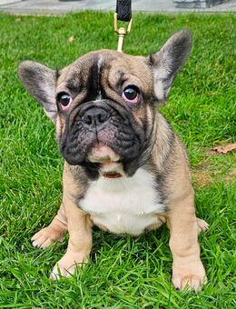Französische Bulldogge Welpen / Bullys - Neuenkirchen-Vörden