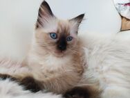 Ragdoll Persien mix Kitten - Waldkraiburg