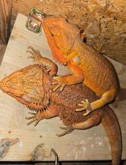 2 Bartagamen - Plattling