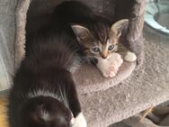 Zwei Babys Katzen suchen zuhause - Hückelhoven