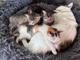 Katzenbabys in 96149