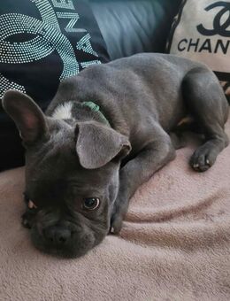 Reinrassige Französische Bulldogge Rüde - Bremen