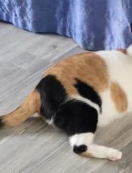 Liebe Lina sucht ein Zuhause - Margetshöchheim