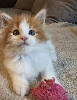 Maine Coon Kitten ( Kater ) vom 16.07.2025 suchen ein liebevolles Zuhause - Mönchengladbach
