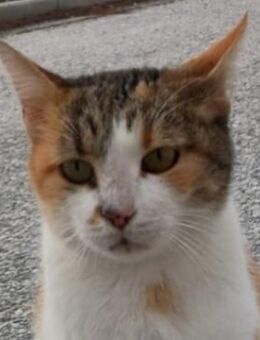 Isabella, geb. ca. 01/2022, GRIECHENLAND - Markdorf