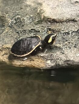 Wasserschildkröten Babys ~ Rotbauch Spitzkopfschildkröte - Elz