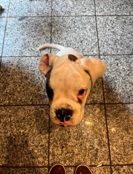 Boxerwelpen - Burgwedel