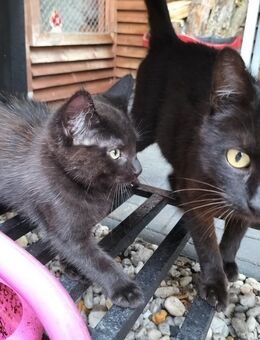 Katzen Babys - Seeland Gatersleben