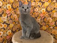 Russisch Blau Kitten mit Stammbaum - Lindenschied