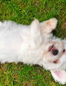Malteser bichon Welpen - Neuhofen