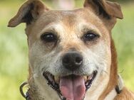 Halle - Pinscher-Mix - 7 Jahre - Tierhilfe Franken e.V. - Lauf (Pegnitz) Zentrum