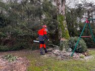 Problembaumfällungen, Baumfällung, Baumpflege - Pritzwalk Zentrum