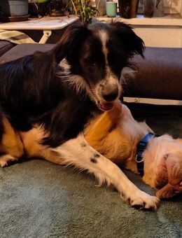 Ted und Millie sind unzertrennlich! Liebevolles, gemeinsames Zuhause gesucht... - Berlin