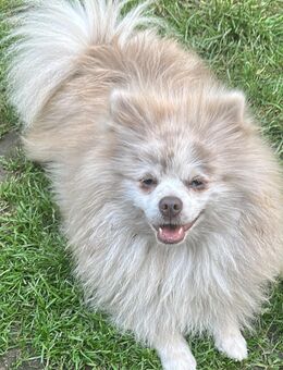 Pomeranian - Seesen
