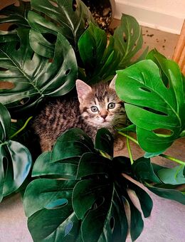 Norweger-Ekhmix Kitten - Lippstadt