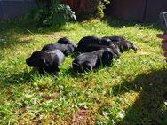 Deutsche Schäferhundwelpen, Langstockhaar, vom Verein für D. Schäferhunde (SV) schwarz,Geschipt, entwurmt, tierärztlich untersucht bei Abgabe, EU HEIMTIERAUSWEIS, - Landkern